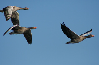 Wildg�nse im Urlaub