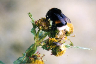 Natur der Seenplatte